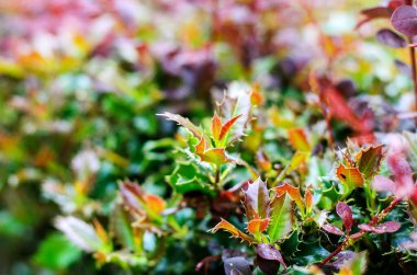 Canlı yapraklar, sonbaharın başlarında verimli bir bahçe ortamında çeşitli renkler ve dokular sergiliyor