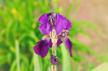 Canlı mor ve beyaz iris çiçekleri baharda güneşli bir bahçede gelişir.