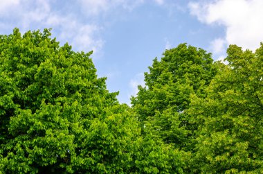 Pofuduk bulutlu mavi gökyüzüne karşı parlak yeşil ağaçlar orman bölgesinde sakin bir atmosfer yaratıyor.