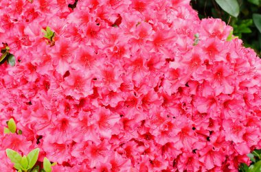 Parlak pembe açelya çiçekleri bahar bahçesinde açar. Güneşli bir günde tozlaştırıcıları kendine çeker.