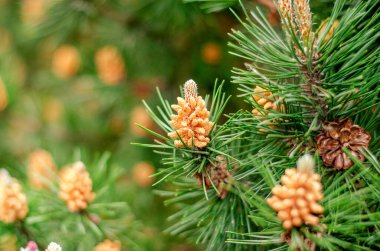Baharın başında dingin bir orman bölgesinde yeni koniler açan çam ağacı.