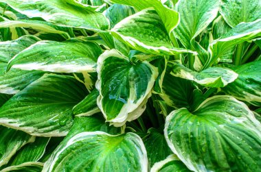 Su damlacıklarıyla ıslak yeşil hosta yapraklarına yakın çekim