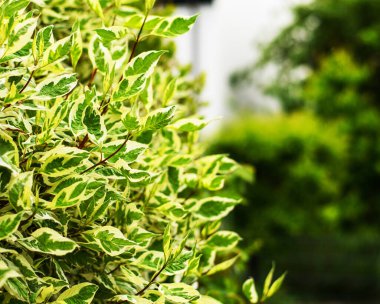 Baharın güneşli bir gününde yemyeşil ve kremalı yapraklar yemyeşil bir bahçede.