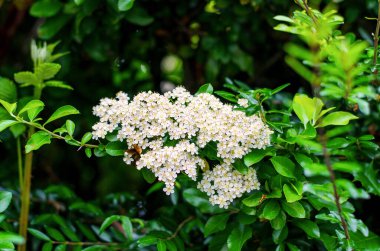 Bahar mevsiminde bahçedeki canlı yeşil yapraklar arasında narin beyaz çiçeklerle çiçek açan çalılar.