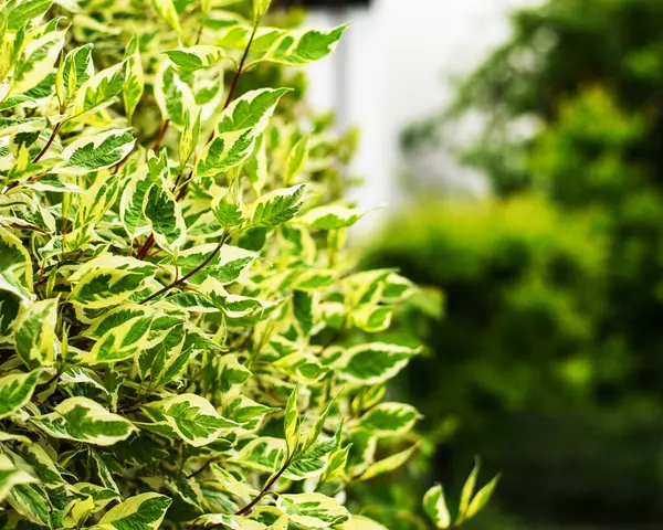 Baharın güneşli bir gününde yemyeşil ve kremalı yapraklar yemyeşil bir bahçede.