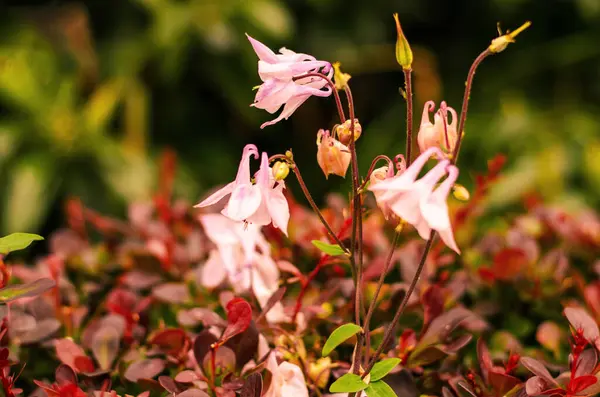 Pembe Aquilegia Çiçekleri Çiçek Açan Bahar Bahçesi Kapanışı