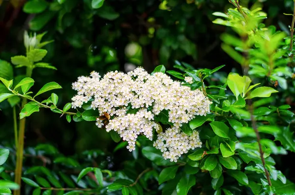 Bahar mevsiminde bahçedeki canlı yeşil yapraklar arasında narin beyaz çiçeklerle çiçek açan çalılar.