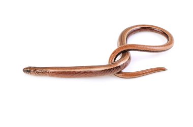 Sürüngen anatomisini gösteren yavaş solucanlar beyaz arkaplanda izole edildi