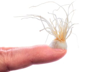 Canlı kırmızı taç yaprakları. Tamamen doğal güzellik ve tutku.