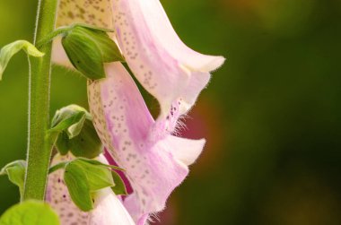 Çiçek açan Campanula çiçeklerinin makro görünümü