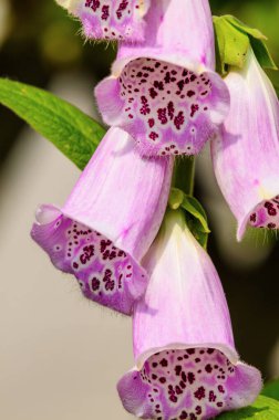 Çiçek açan mor çan çiçeklerinin yakın çekimi