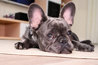 Fransız bulldog 'u gün içinde rahat bir oturma odasında yumuşak bir halının üzerinde dinleniyor.