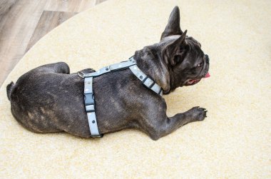 Fransız bulldog evde halıda yatıyor.