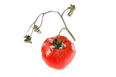 Ayrıntılı Küf Sporlu Domates