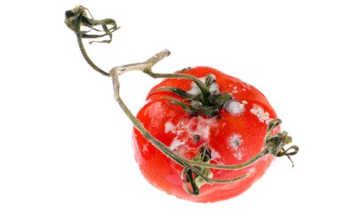 Bozuk Domates Mantar Büyümesi ile Yakın Çekim