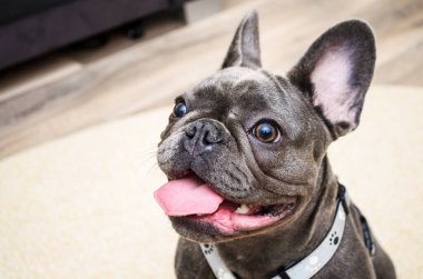 Küçük buldog içeride halıda oturuyor, kafası eğik, oyuncu ve tuhaf davranışlar sergiliyor..