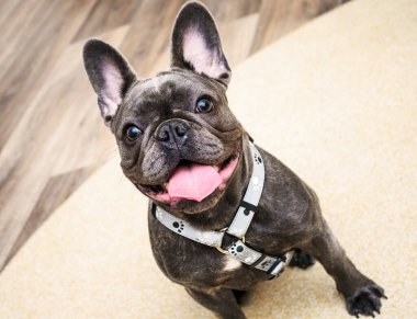 Küçük bulldog sıcak bir evde yumuşak bir halıya rahatça oturur..