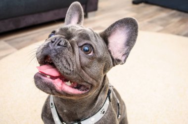 İçerideki halının üzerinde dik oturan küçük buldog, tetikte ve hareketsiz duruyor..