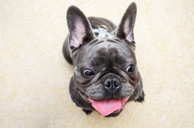 Oturma odasındaki halıda sessizce oturan küçük bulldog, sakin ve huzurlu..