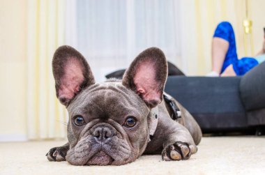 Bulanık bir insan arka planda akıllı telefon kullanarak koltukta dinlenirken, küçük bir buldog ön planda bir halıya uzanıyor..
