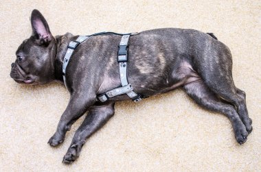 Şirin bir buldog yavrusu ev ortamında rahat bir halının üzerinde huzur içinde yatıyor..