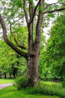 Iserlohn parkındaki ağaç gövdesine yakın plan yeşil yapraklar ve arka planda çimenler