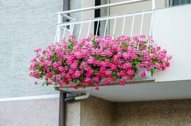 Almanya 'da yaz aylarında bahçe dekorasyonunda balkonda açan pembe çiçekler.