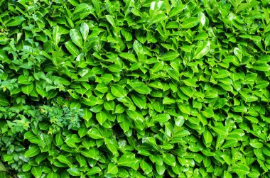 Arkaplanda yeşil yaprakların doğal deseni yeşil desenler bırakır