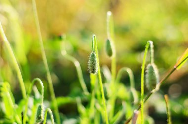 Yumuşak odaklı, yeşil çimenli arka planda kırmızı gelincik tomurcukları