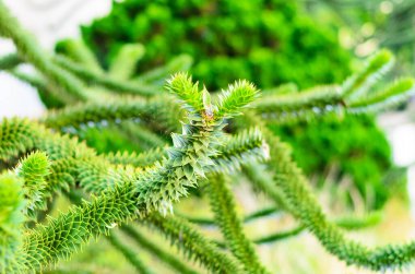 Almanya 'da keskin yeşil yapraklı Şili araucaria ağaç dallarına yakın çekim