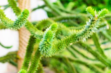 Maymun yapboz ağacı araucaria 'sına yakın dikenli yeşil yapraklı doğal arka plan Almanya