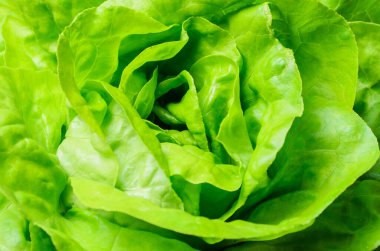 Ayrıntılı doku ve yaprak katmanlarını gösteren taze yeşil marul.