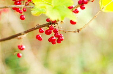 Bulanık arkaplanda yeşil yapraklı kırmızı frenk üzümü dalına yakın plan