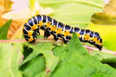 Doğada yeşil yapraklarla beslenen siyah ve sarı fil güvesi tırtılı.