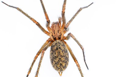 Beyaz arka planda ev örümceği Tegenaria ya da Eratigena 'nın yakın görüntüsü