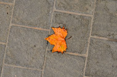 Akçaağaç yaprağı, sakin bir sonbahar gününde yumuşak doğal ışıkta dokulu bir kaldırımda dinleniyor.