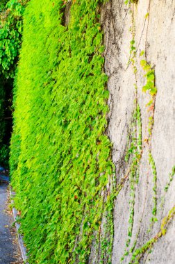 Parlak yeşil sarmaşıkla kaplanmış duvar, yemyeşil yapraklarla dolu pitoresk doğal bir zemin oluşturuyor.