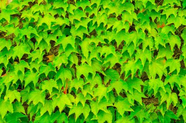 Parlak yeşil sarmaşık yaprakları duvarı kaplıyor. Yapraklarla dolu doğal desenli bir zemin oluşturuyor.