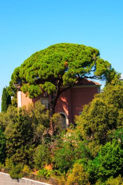 Geniş verimli çam ağacı, açık mavi gökyüzünün altında yeşilliklerle çevrili evin üzerinde yükseliyor.