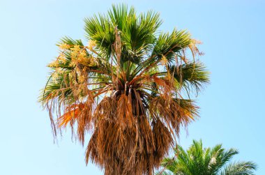 Yeşil ve kuru yaprakları olan uzun palmiye ağaçları açık mavi gökyüzüne karşı parlak doğal ışıkta dururlar.