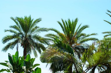Bereketli yeşil yaprakları olan uzun palmiye ağaçları güneşli tropikal ortamda berrak mavi gökyüzüne karşı duruyor.