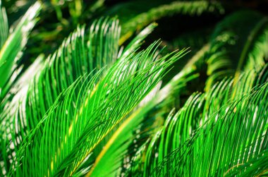 Güneş ışığıyla aydınlatılan parlak yeşil palmiye yapraklarının kapatılması doğal dokuyu ve canlı yapıyı gösterir