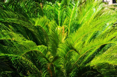 Canlı yeşil yaprakları olan yemyeşil palmiye ağaçları, tropikal açık havada parlak güneş ışığıyla aydınlatılıyor.