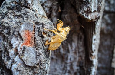 Ağaç kabuğuna yapışmış boş ağustos böceği kabuğu, doğal gün ışığında yakalanır.