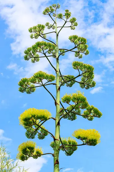 Büyük dallı bir çiçek sapı gökyüzüne doğru yükseliyor.