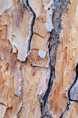 Dikey çatlaklara ve güzel dokulara sahip ağaç kabuklarının yakın çekimi