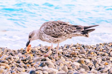 Genç martı, çakıllı sahilde dururken gagasında küçük balıklar tutuyor.