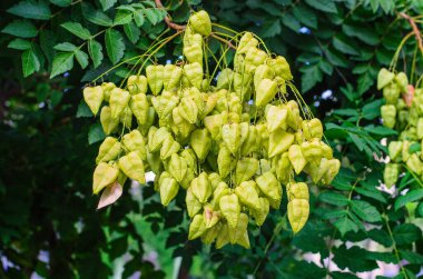 Meyve ağacı ve doğal bahçedeki fenerlere benzeyen yeşil tohumlar.