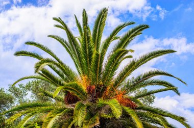 Bereketli yaprakları tropik ortamda açık mavi gökyüzüne karşı olan palmiye ağacının tepesinde.