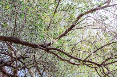 Bir zeytin ağacının birbirine dolanmış dalları ve parlak mavi gökyüzüne uzanan taze taze filizler.